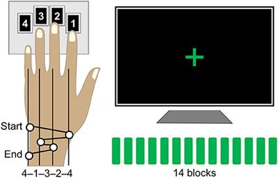 Weaker Inter-hemispheric and Local Functional Connectivity of the Somatomotor Cortex During a Motor Skill Acquisition Is Associated With Better Learning